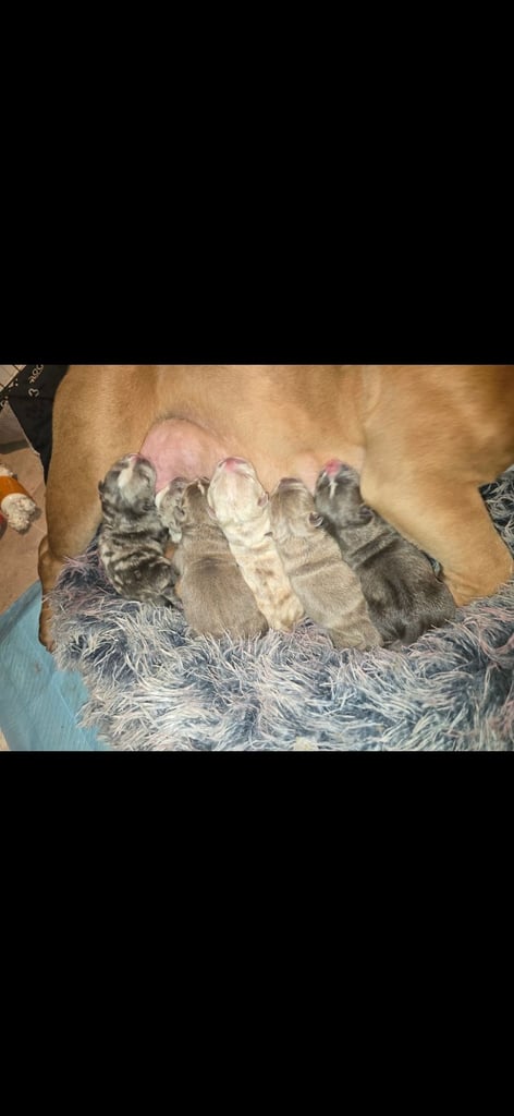 Pocket bully x old english bulldogge