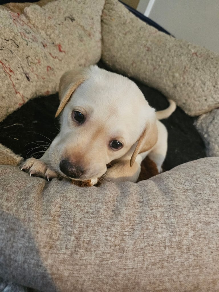 Beautiful Yellow Labrador Puppies for Sale