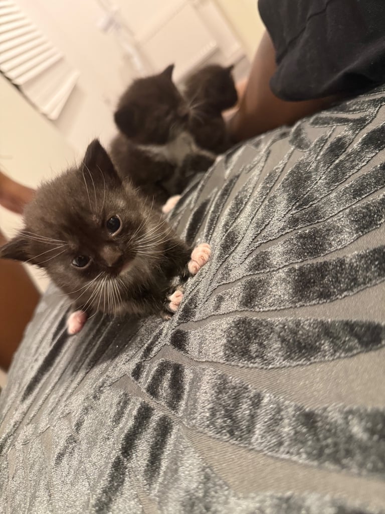 Kittens for sale £100