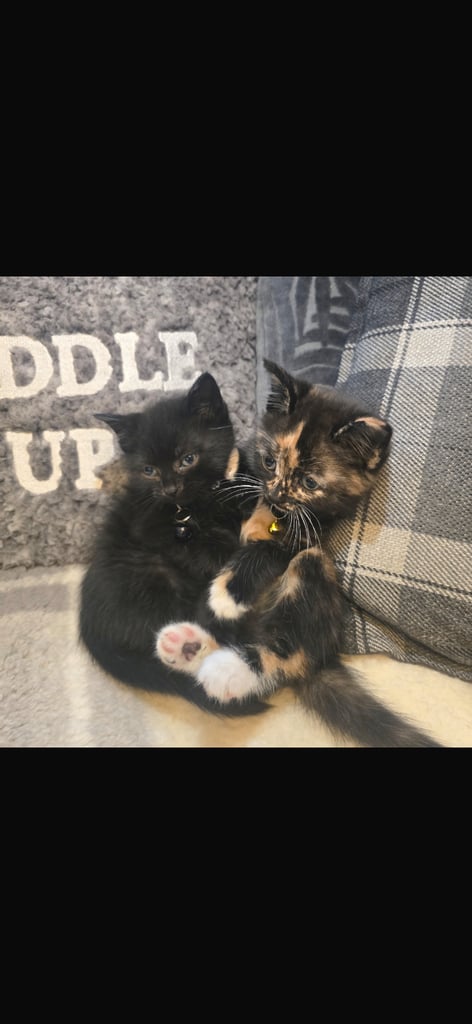 Adorable kittens 
