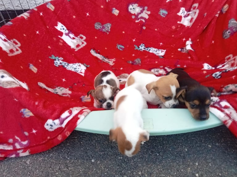 Patterjack puppies