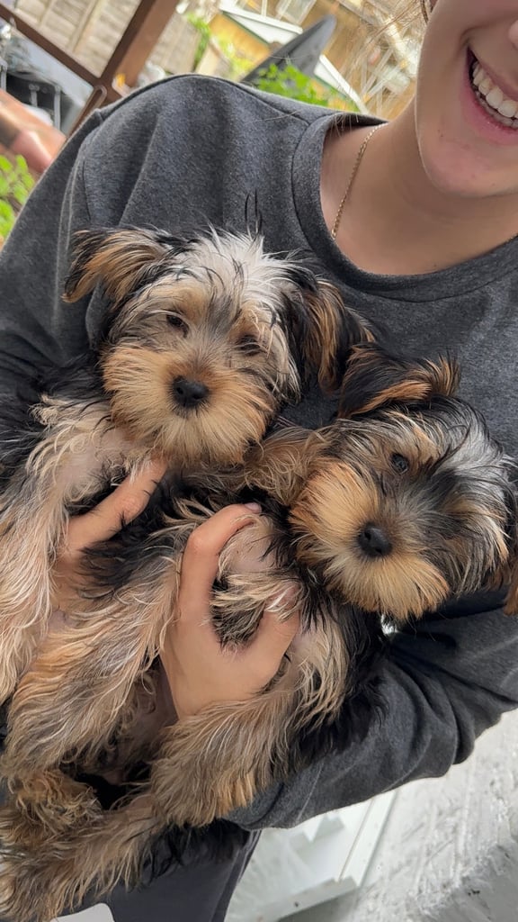 Adorable Yorkshire Terrier girl puppies