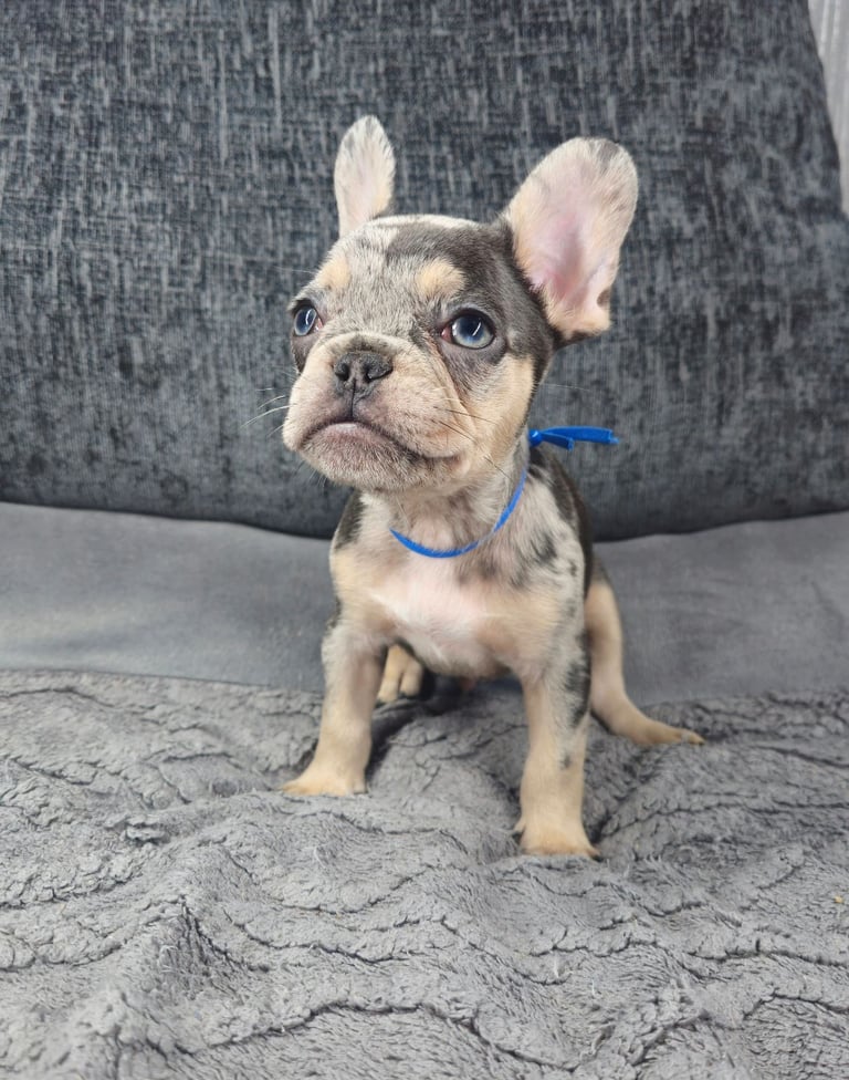 KC unique french bulldog puppies