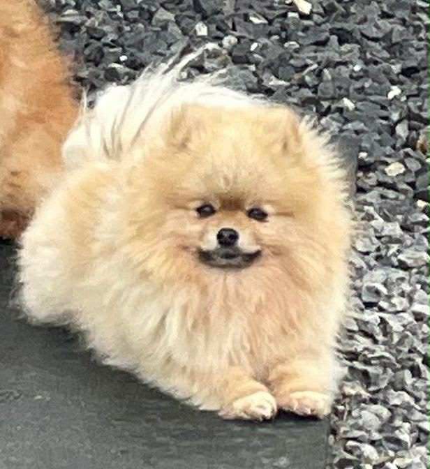 Tiny Pomeranian puppies