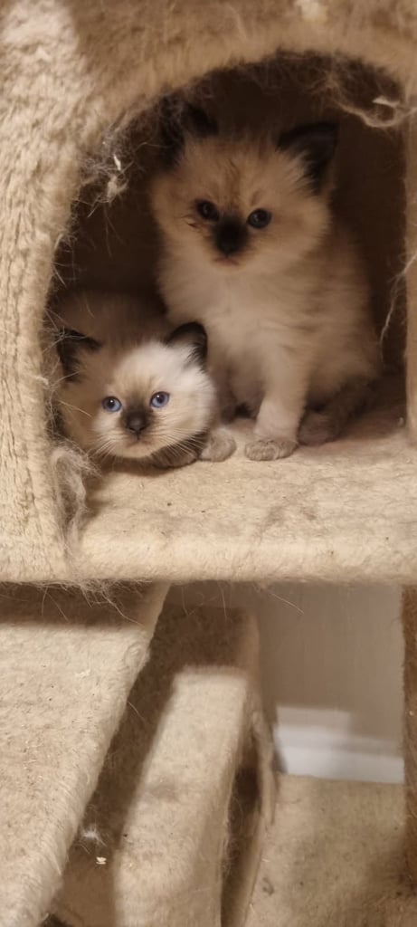 Male kitten Ragdoll 400£