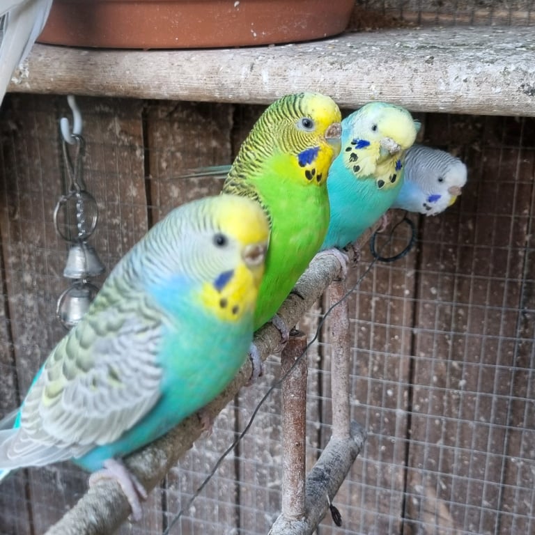 Parakeets for store sale near me