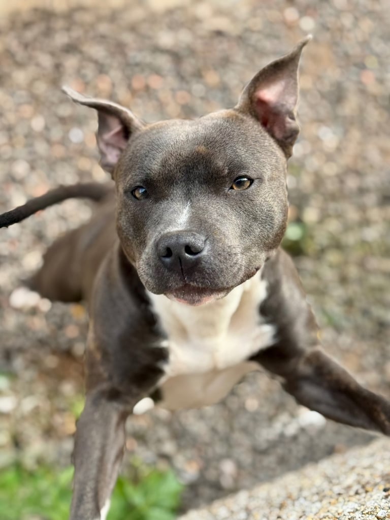 image for Staffordshire Bull Terrier Puppies