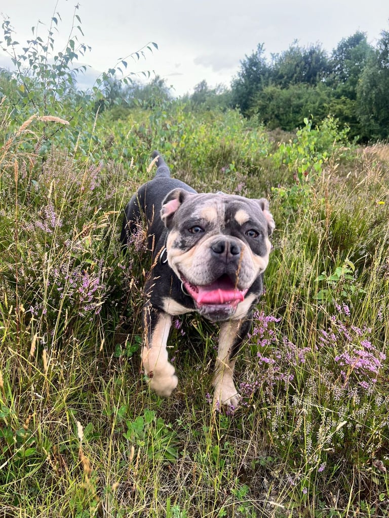 Olde English Bulldogge