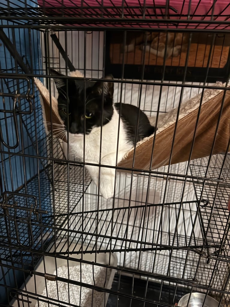 Tuxedo Cute cat for a good home due to travel