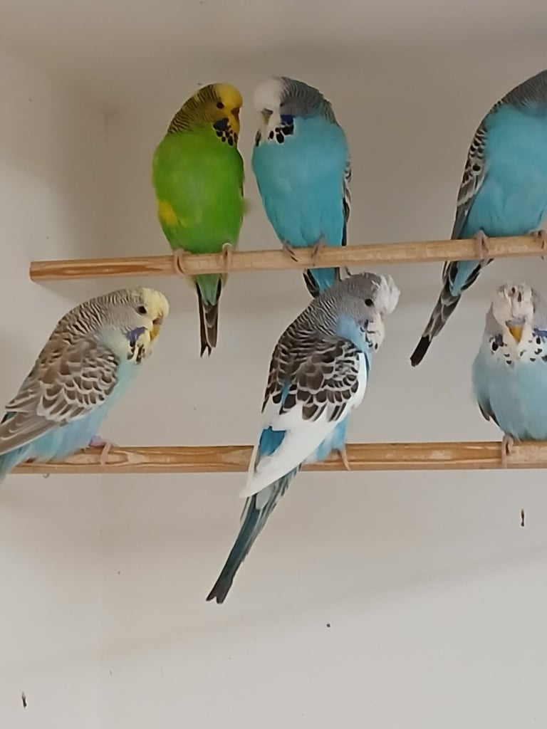 Baby Budgies and 7 mouth old Budgies