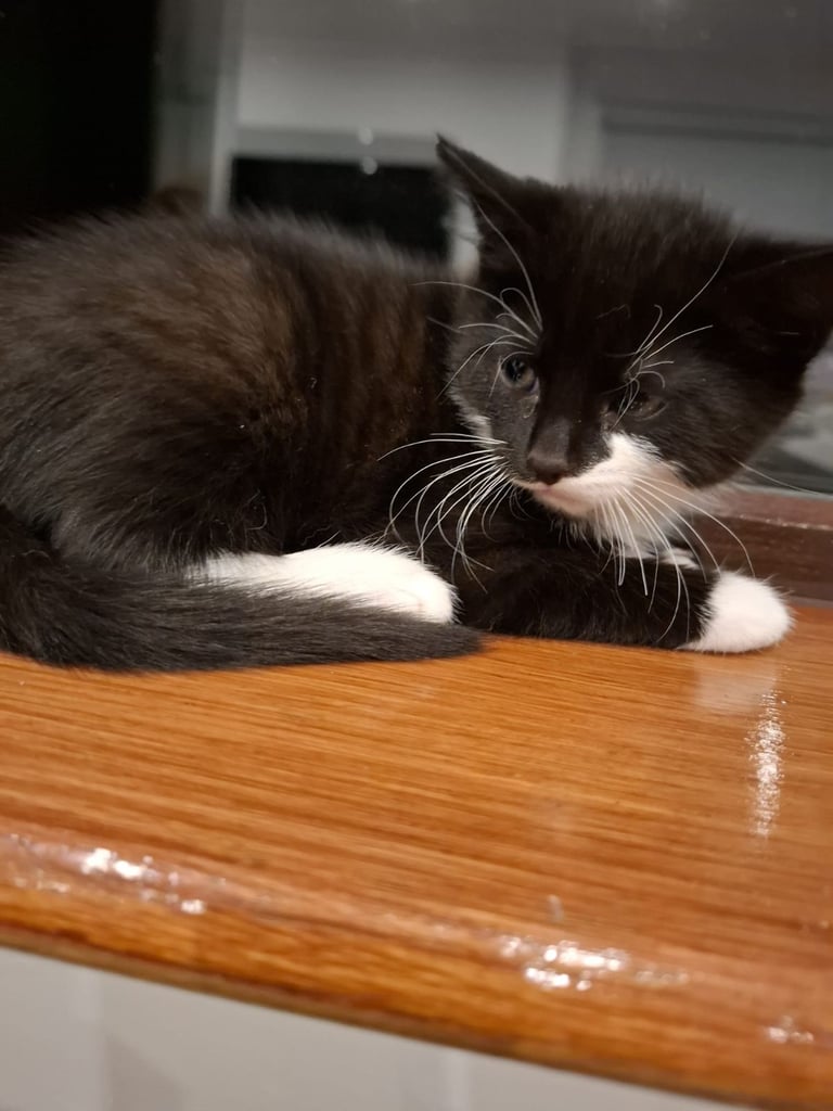 Male kitten ready to go