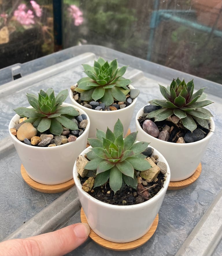 image for Pretty little succulent plants in ceramic pots 
