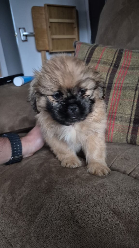 X2 Shih Tzu pekingnese cross puppy for sale 
