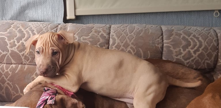 Presa cross puppies looking for homes 