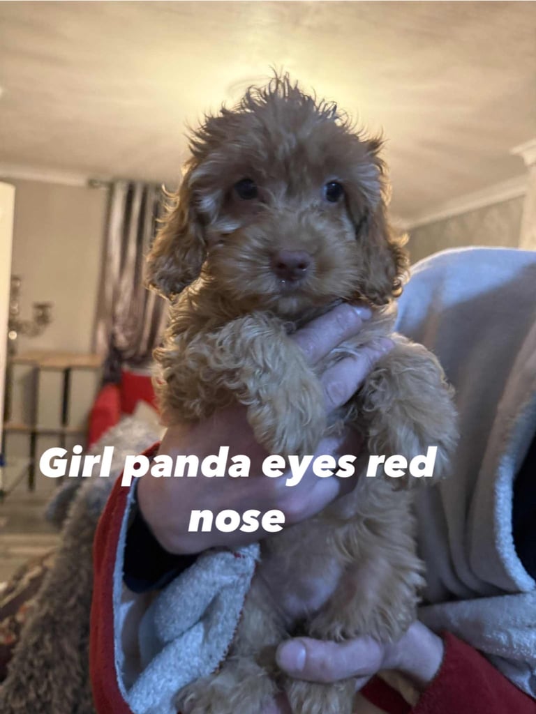 image for Cockapoo 