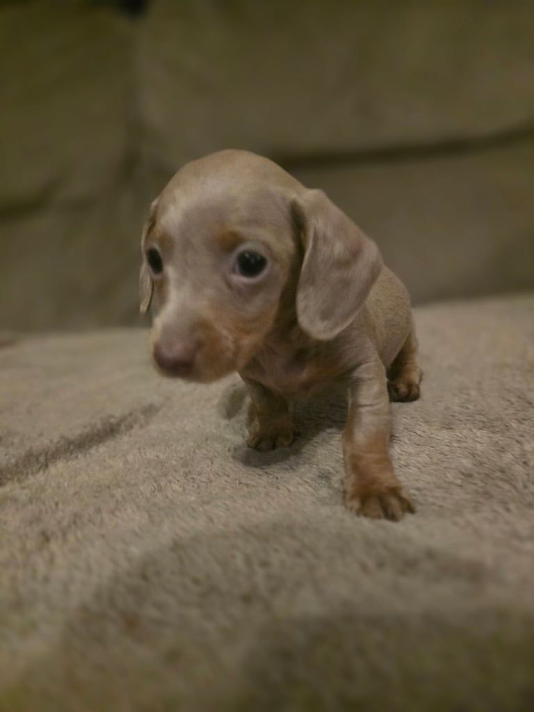 Daschund puppies