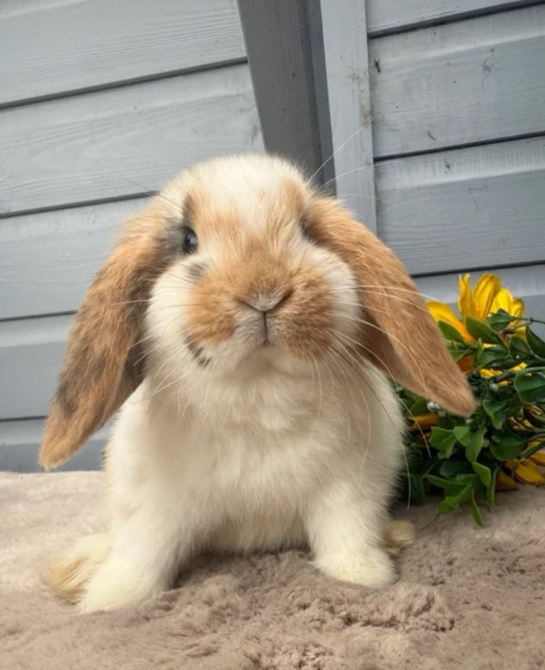 Stunning mini lop male rabbits