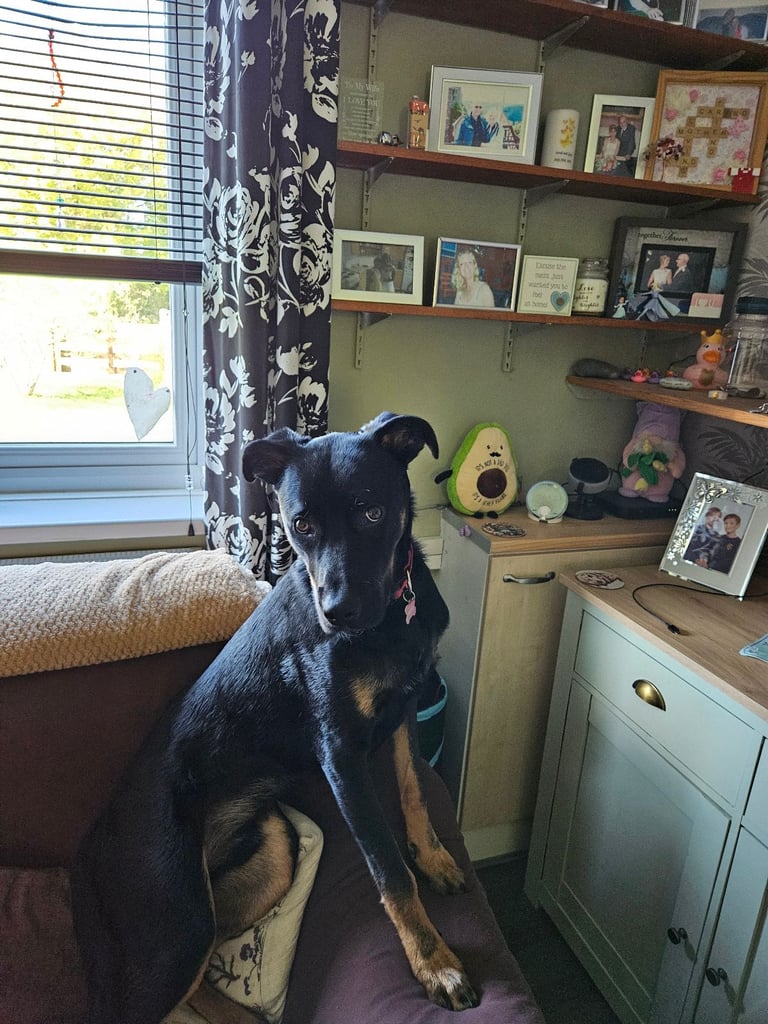 New forever home needed.