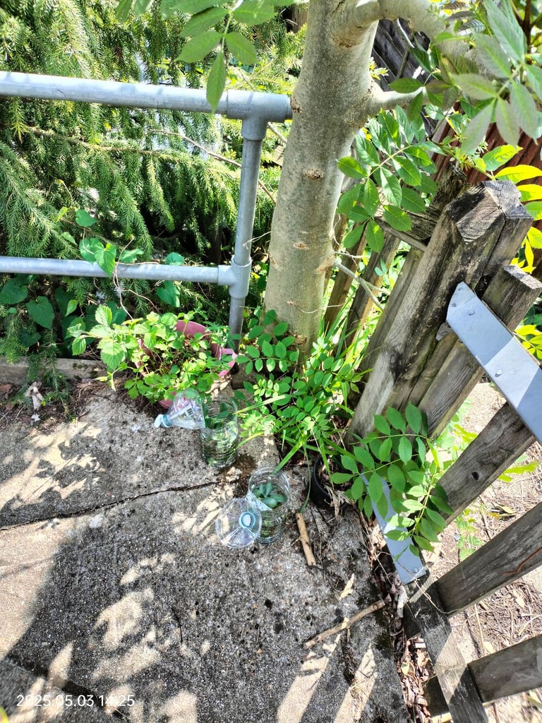 Money plant Chinese Jade plant cuttings leafs can deliver free Southampton 