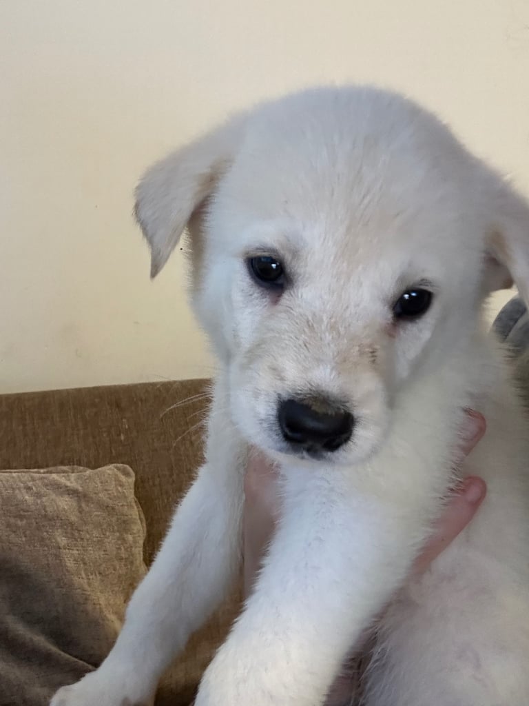 Akita x lab puppies!