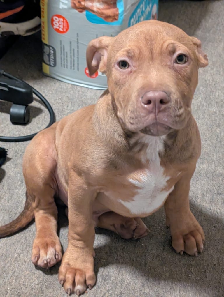 image for Absolutely Stunning Boy Available
