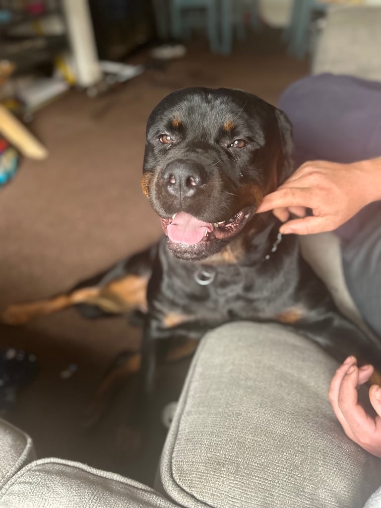 Rusty the Rottweiler 