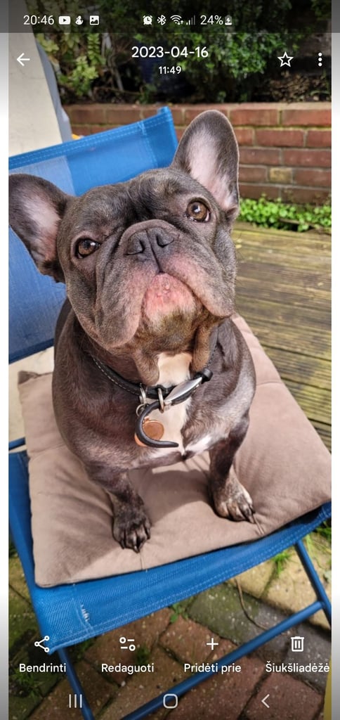 Chihuahuas and French bulldog 