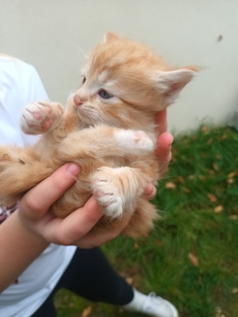 6 Kittens and Mother For Sale