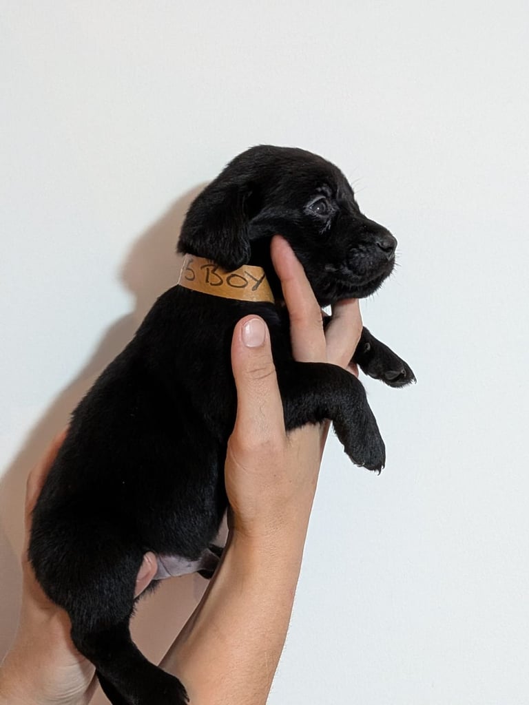 Reducrd* 11 KC reg, labrador retrievers, 10weeks old.