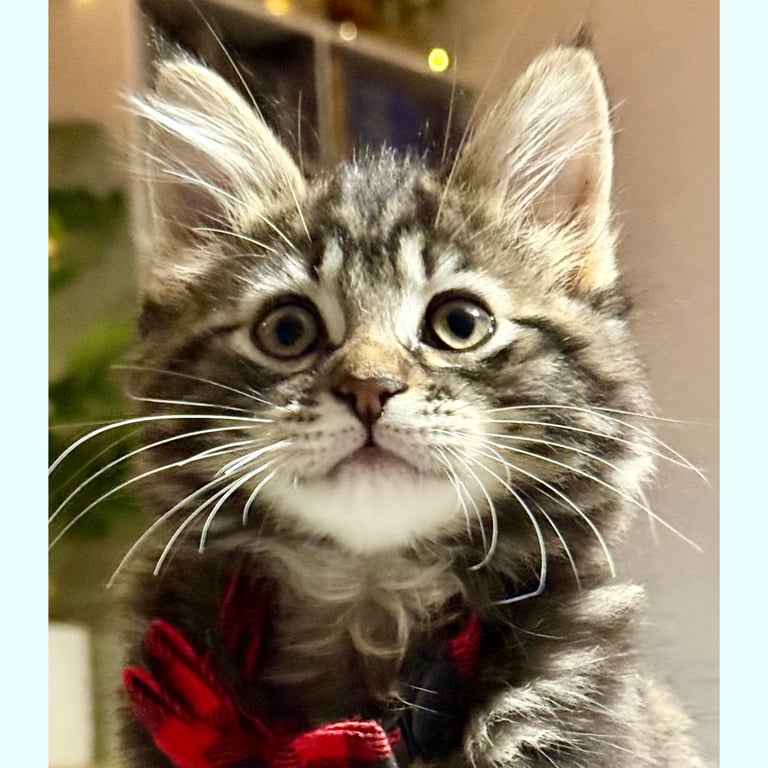 Stunning Ragamuffin X Main Coon Kittens