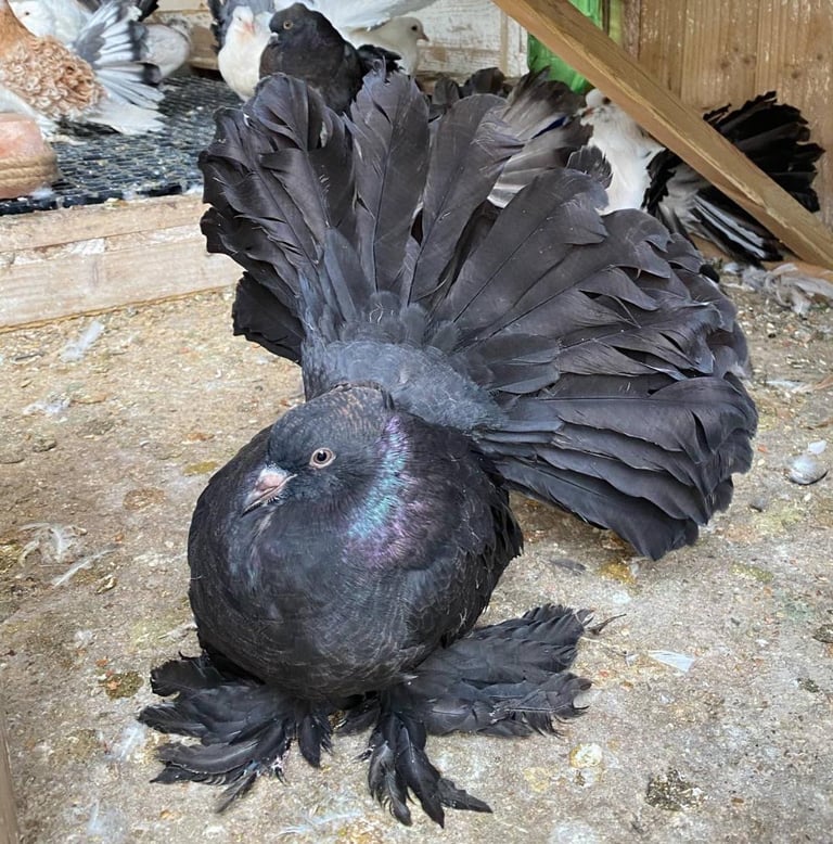 Indian Fantail Pigeons 