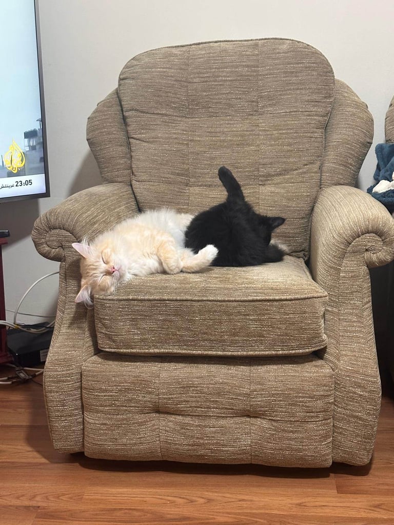 Kitten 