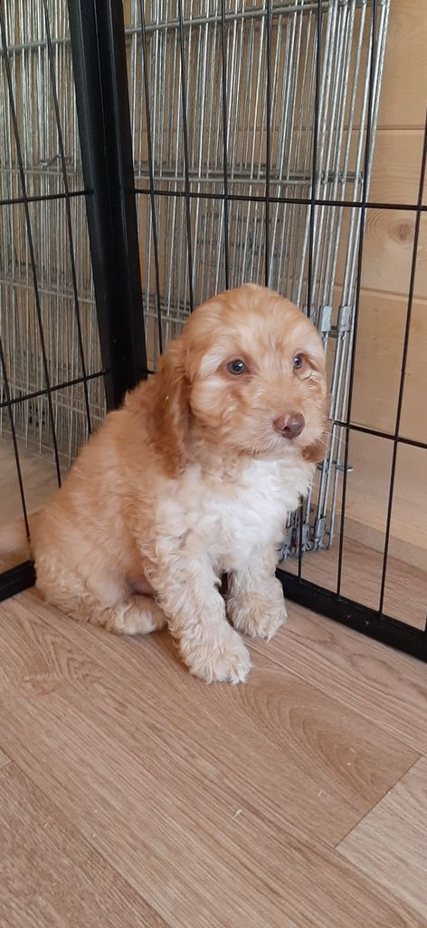 image for Cockapoos puppies for sale 