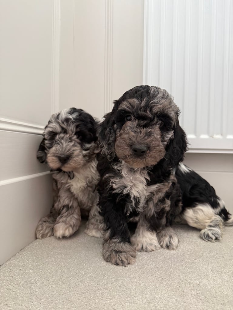 Merle Cockapoo Puppies 