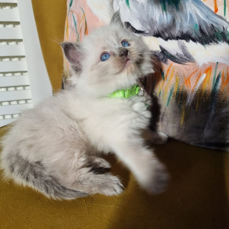 Pure Ragdoll kittens