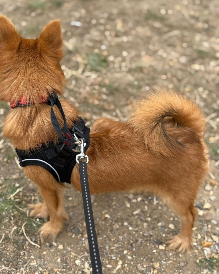 Pomeranian X Yorkshire Terrier Puppy rehoming. 8 Months Old