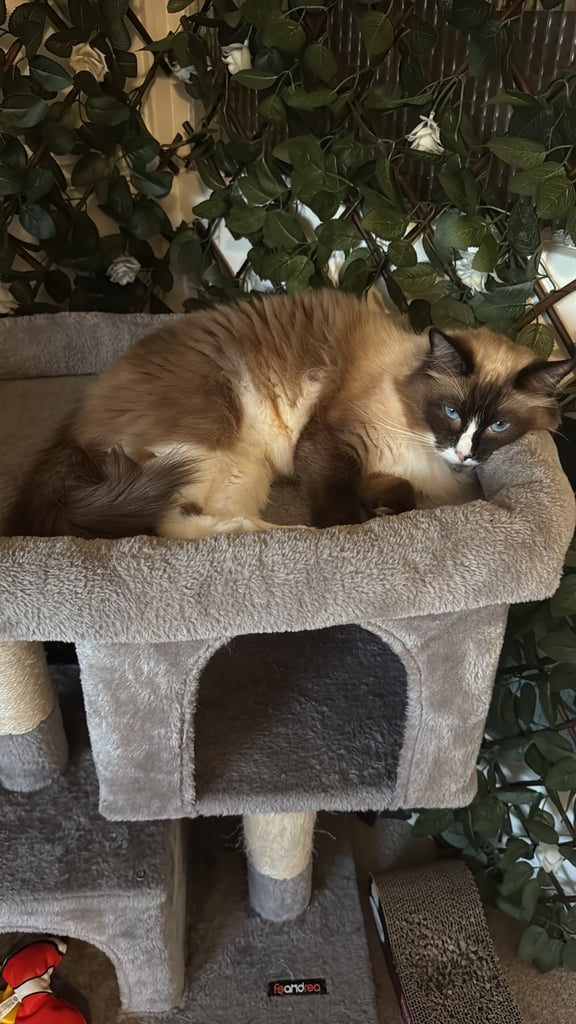 Cat looking for a new home 