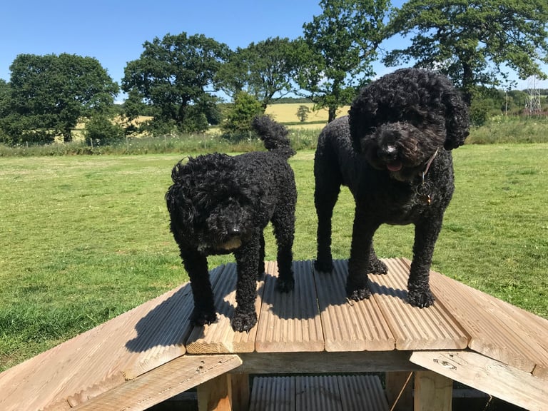 Sunshine Walkies dog walking services