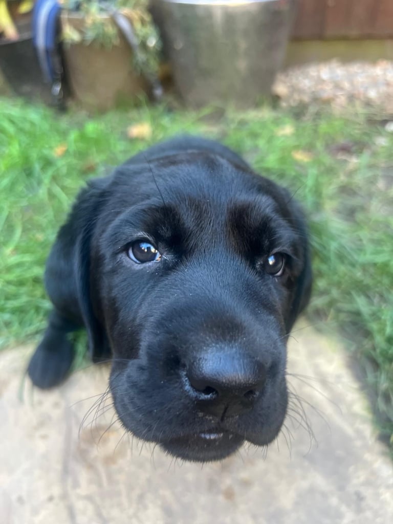 Gorgeous black male labrador 