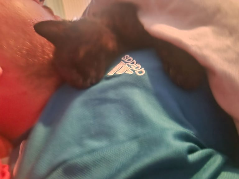 Kitten(female) 10 weeks