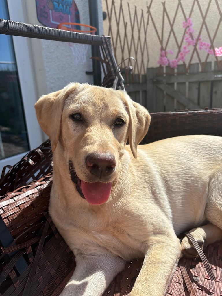 9 month old female yellow Labrador 