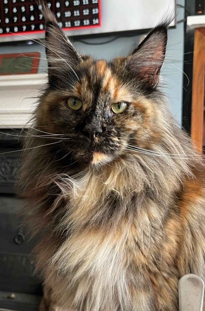 Pedigree Maine Coon kittens
