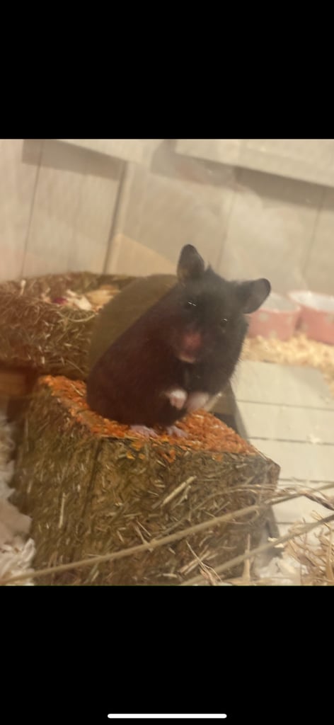 image for COLLECTION ONLY Hamster, cage, accessories