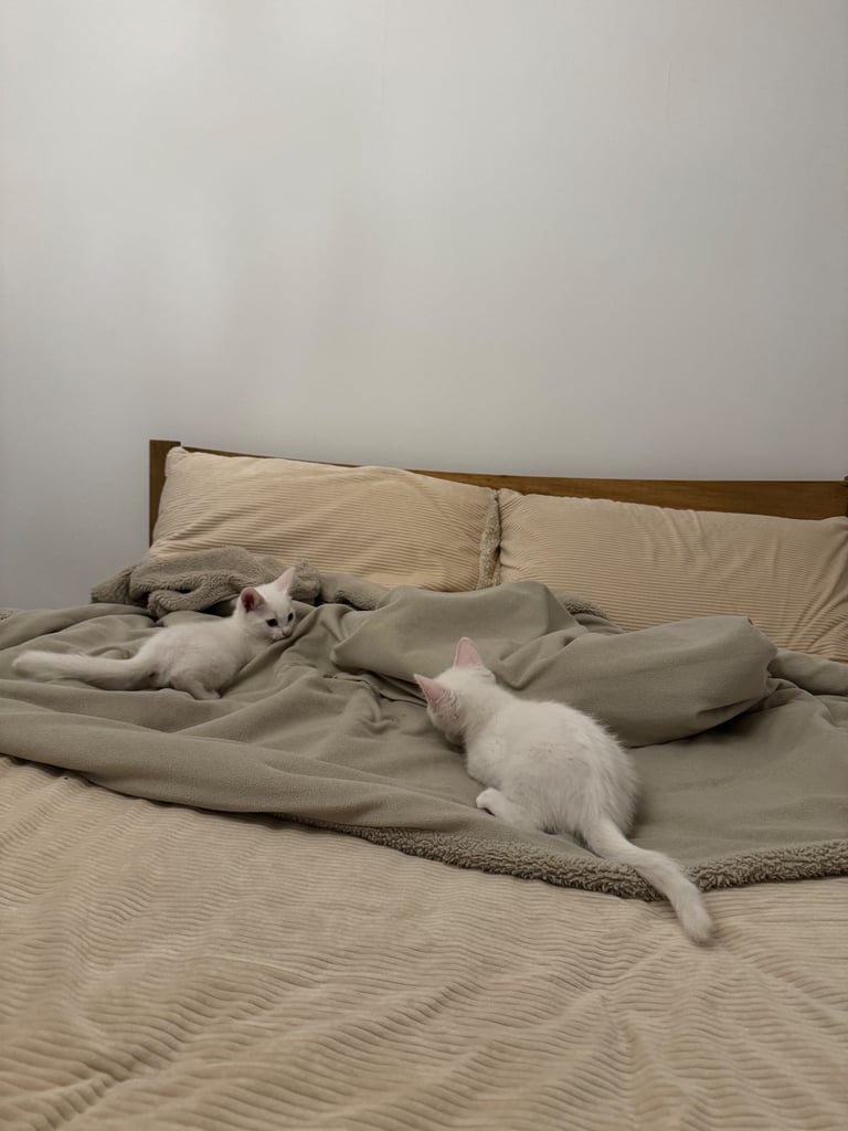 Adorable white kittens looking for their forever home