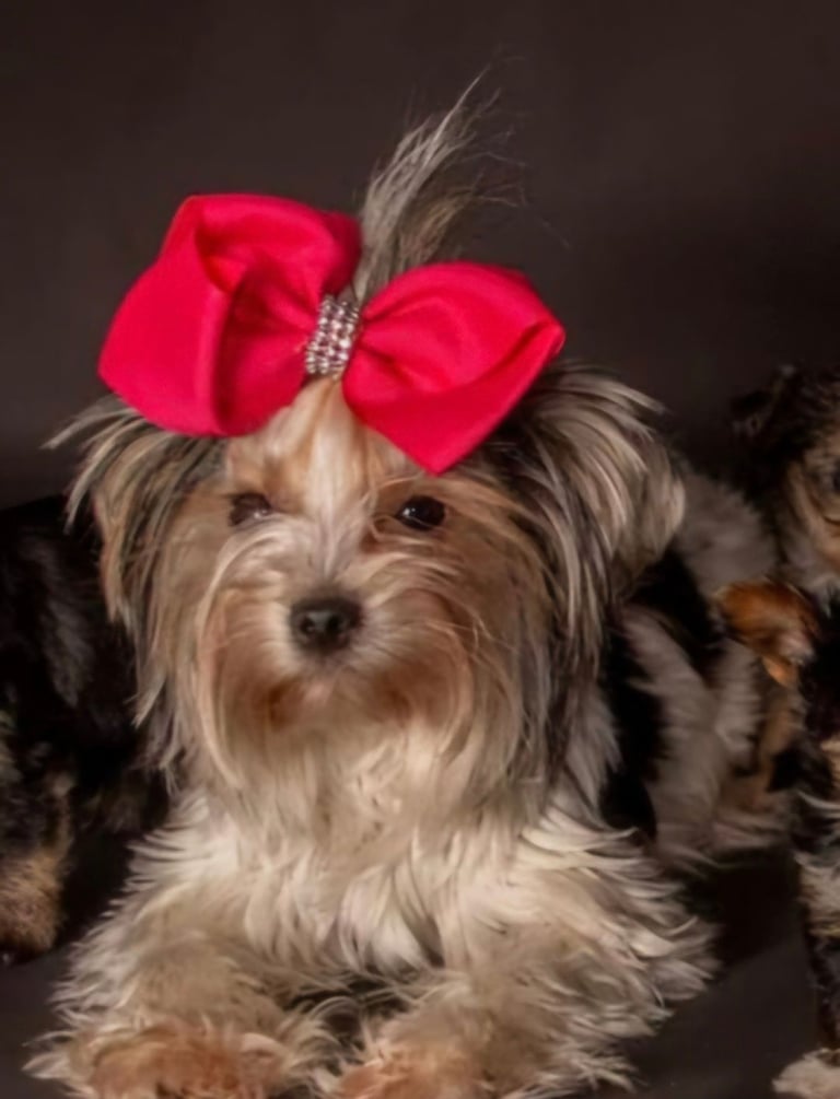 Female Yorkshire terrier 