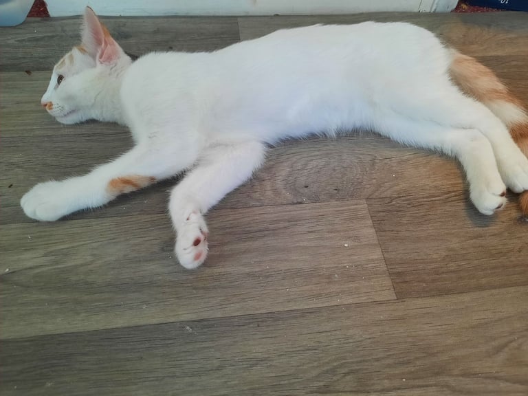 beautiful female kittens, white / tabby, looking for a new home