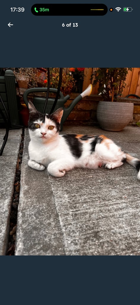 Cat & kittens for sale 