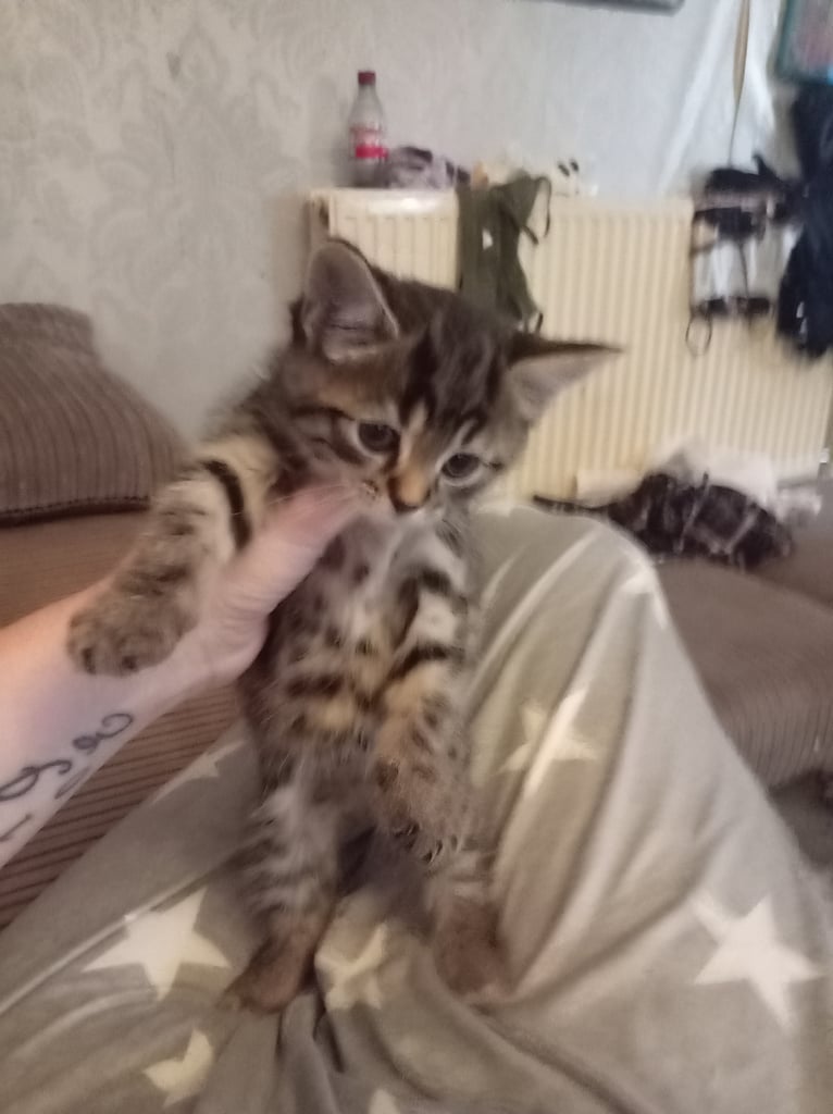 Black fluffy kitten tabby kitten 