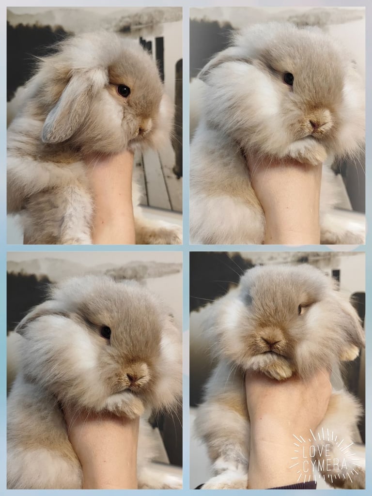 mini lop and mini lop lion head 