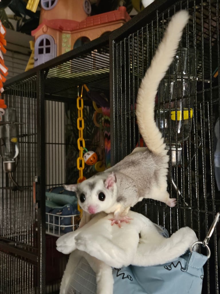 Sugar gliders